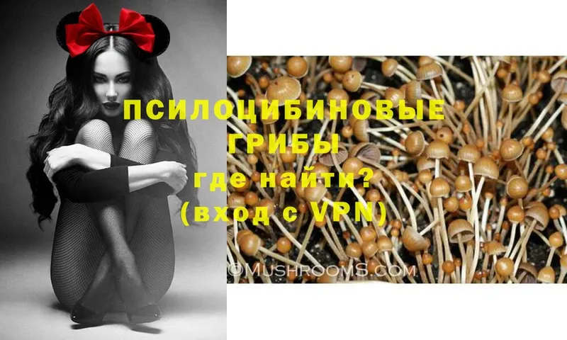 Галлюциногенные грибы Psilocybe  Курильск 